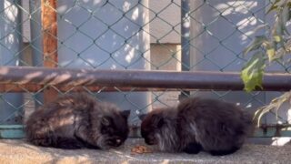 公園　保護猫