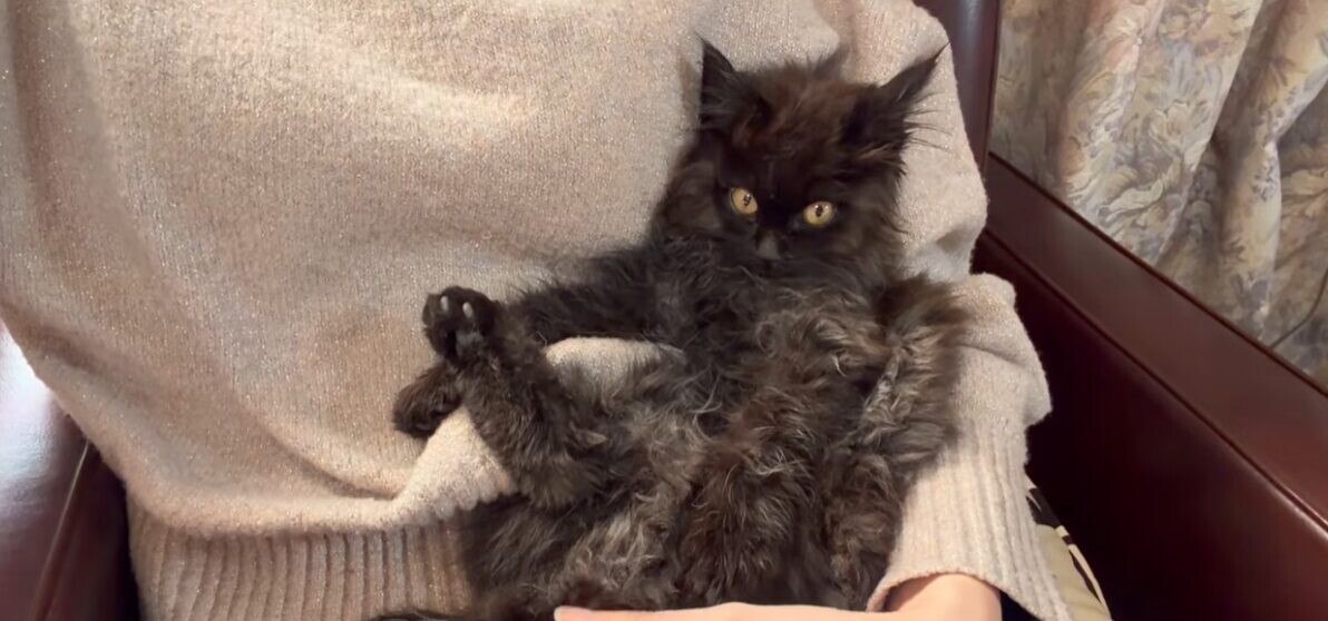 公園 保護猫