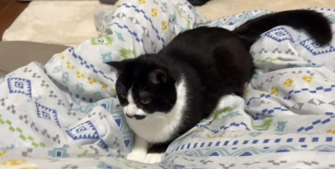 うこまチャンネル まめちゃん