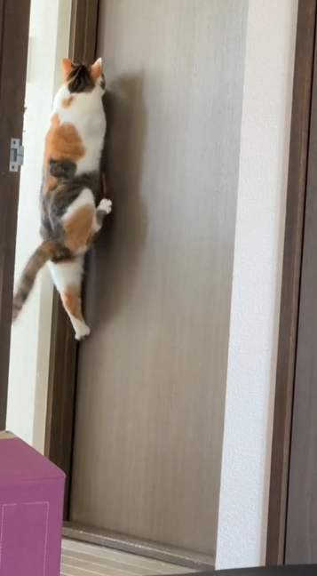 猫 ドア開け