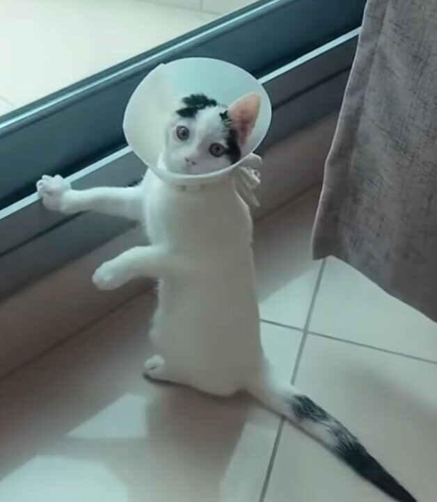 子猫 獣医師