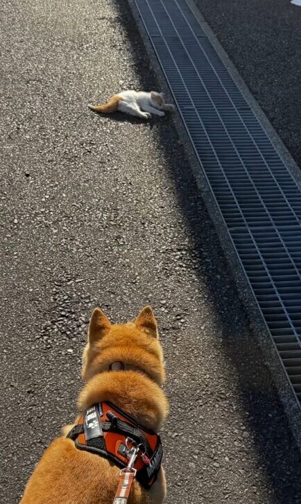 柴犬 子猫