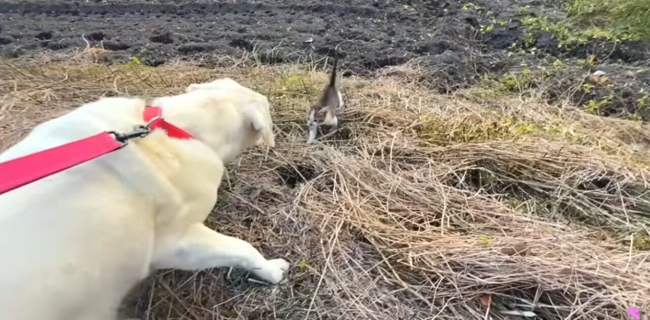 ラブラドール・レトリバー 子猫