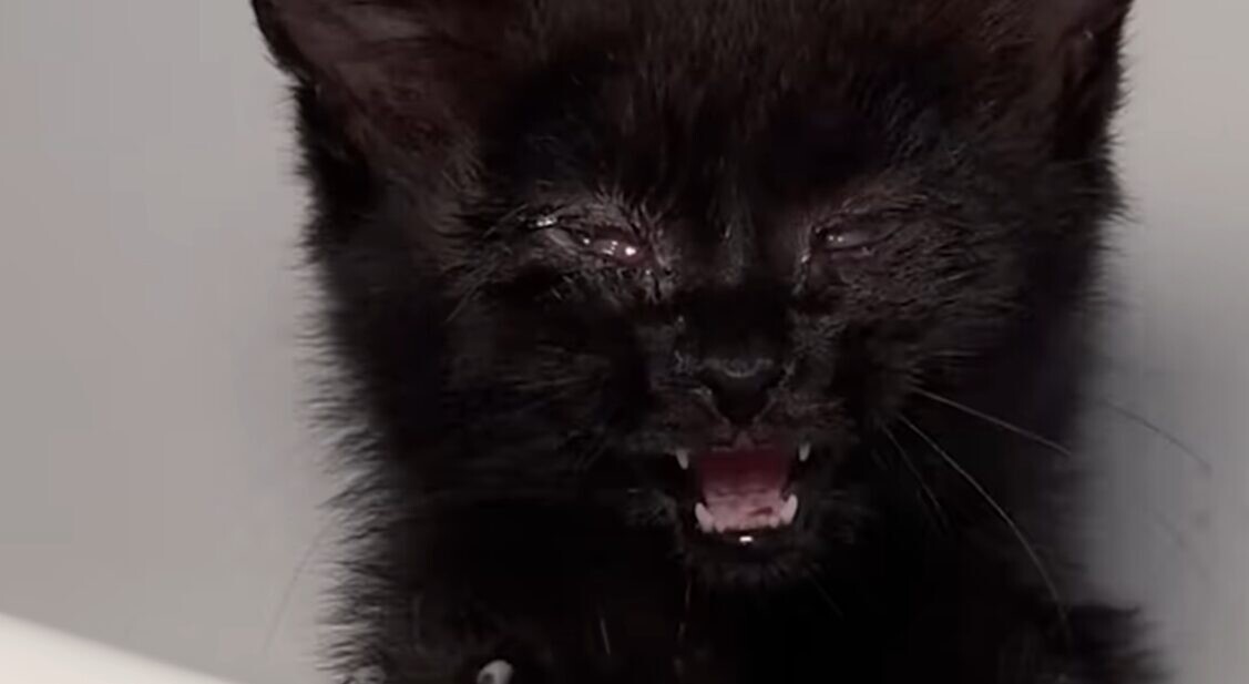 タラさん 黒猫