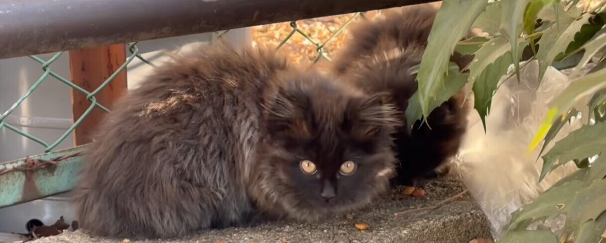 公園 保護猫