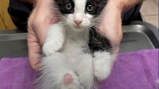 ねこナビ｜猫専門メディア