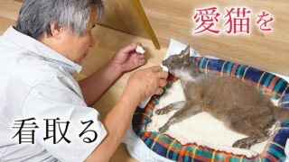 はーちゃんねる　ぐれこちゃん