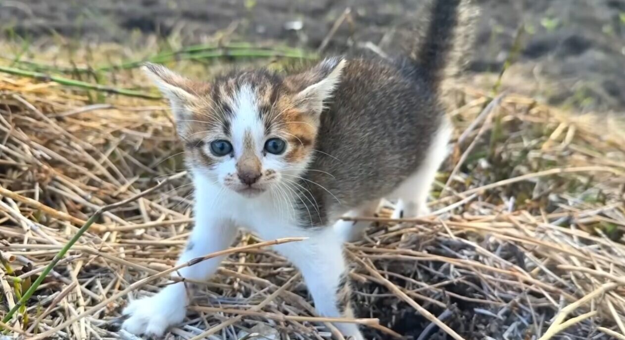 ラブラドール・レトリバー 子猫