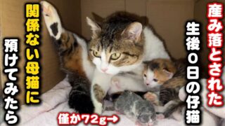 生まれたての子猫　保護