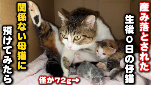 へその緒がついた子猫を畑で保護　“血の繋がらない母猫”が取った行動に感動
