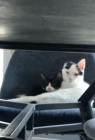 子猫 獣医師