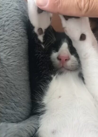 子猫 獣医師