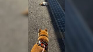 柴犬　子猫