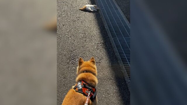 愛犬の散歩中に子猫を保護　24時間の見守りで命をつないだ家族の記録