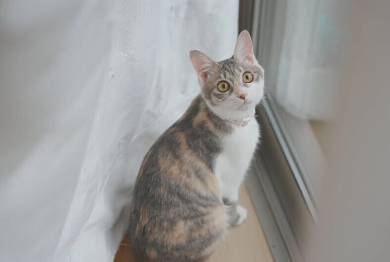 ぽんちゃん 保護猫