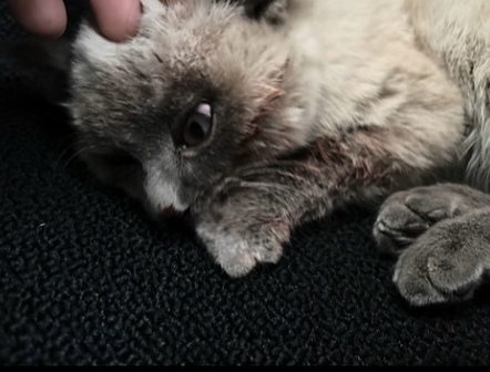 子猫 保護