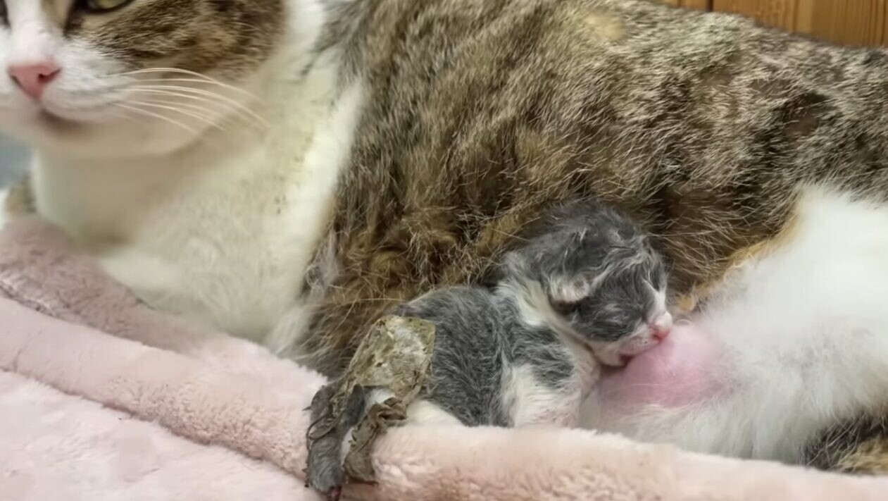 生まれたての子猫 保護