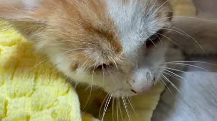 柴犬 子猫