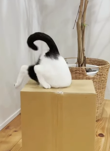 段ボール 猫