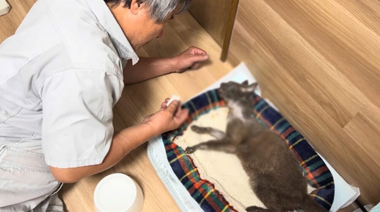 はーちゃんねる ぐれこちゃん