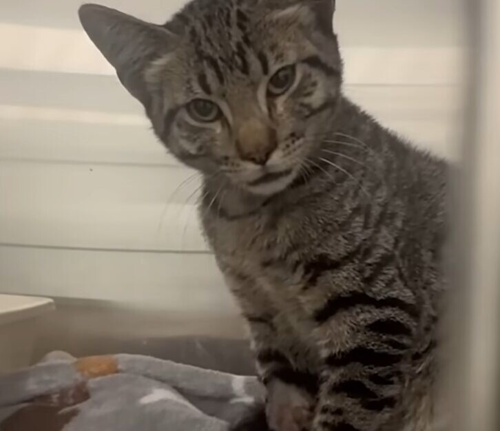 高速道路 猫 保護