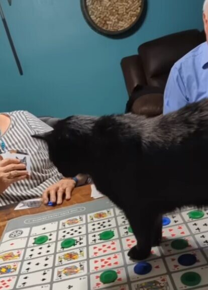 天才猫 保護猫
