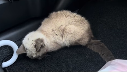 子猫 保護