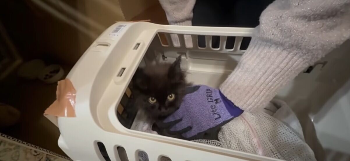 公園 保護猫