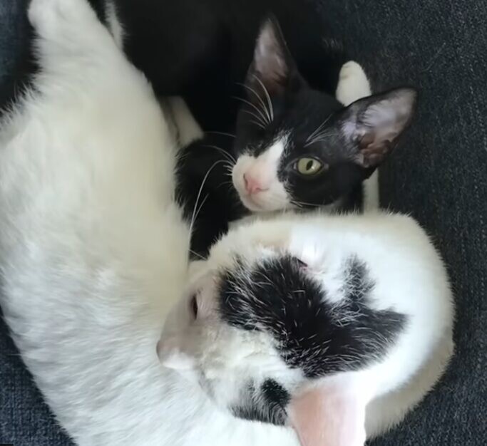 子猫 獣医師