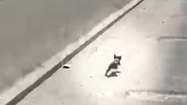緊急レスキュー！臆病だった一匹の野良猫が人間の愛を知るまでの物語