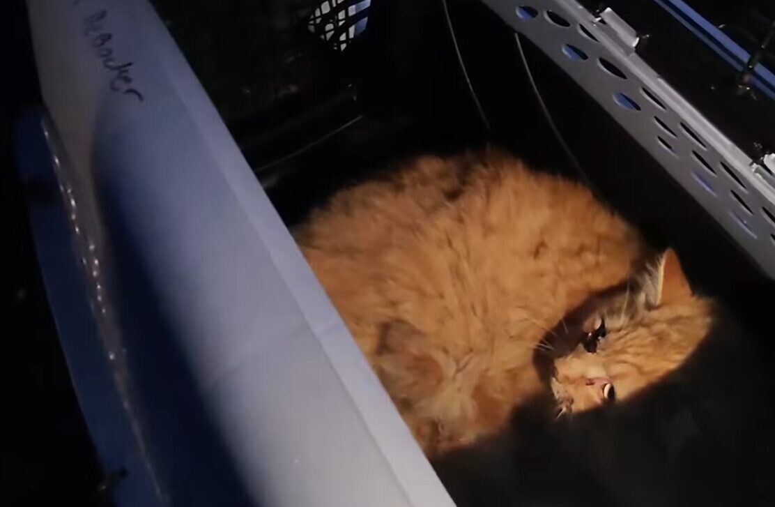 電車 猫