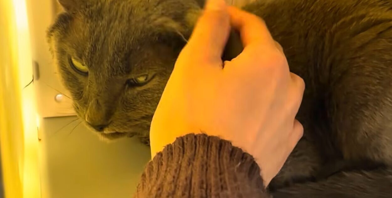 はーちゃんねる ぐれこちゃん
