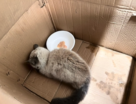 子猫 保護