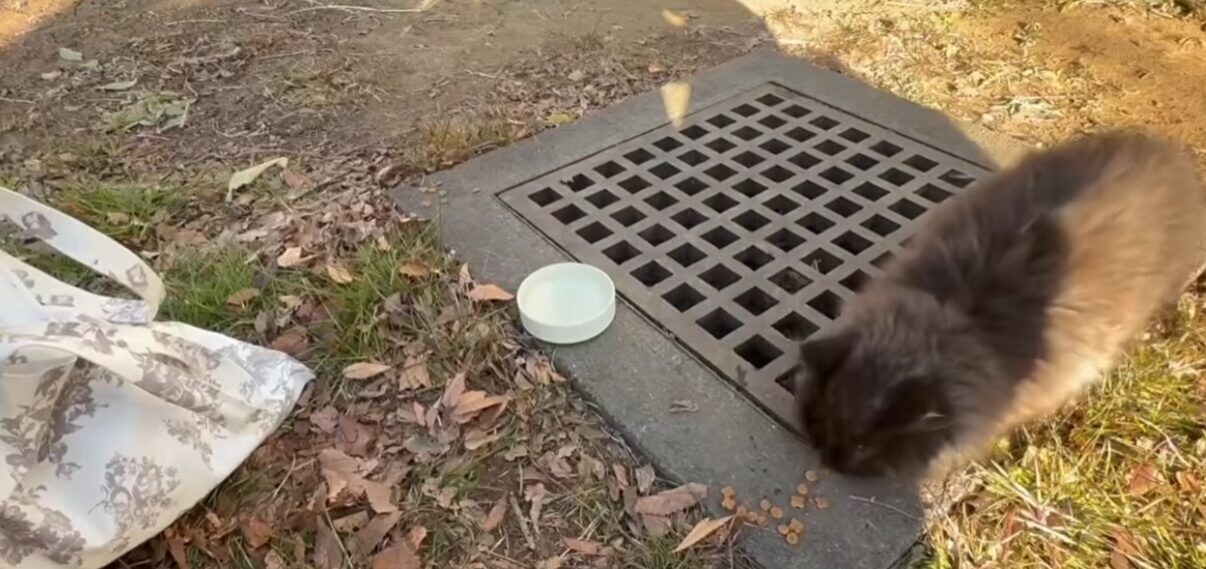公園 保護猫