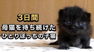 子猫　黒猫