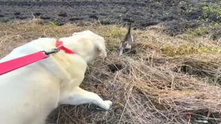 ラブラドール・レトリバー　子猫