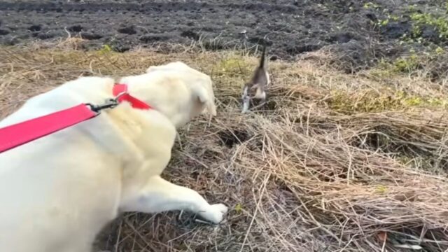 ラブラドール・レトリバー　子猫