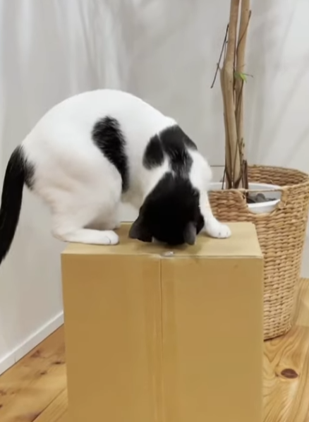 段ボール 猫