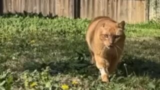 シニア猫　保護
