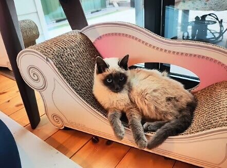 子猫 保護