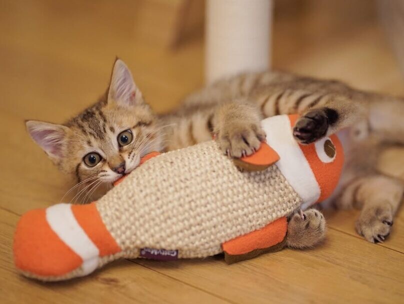 保護猫 てんちゃん