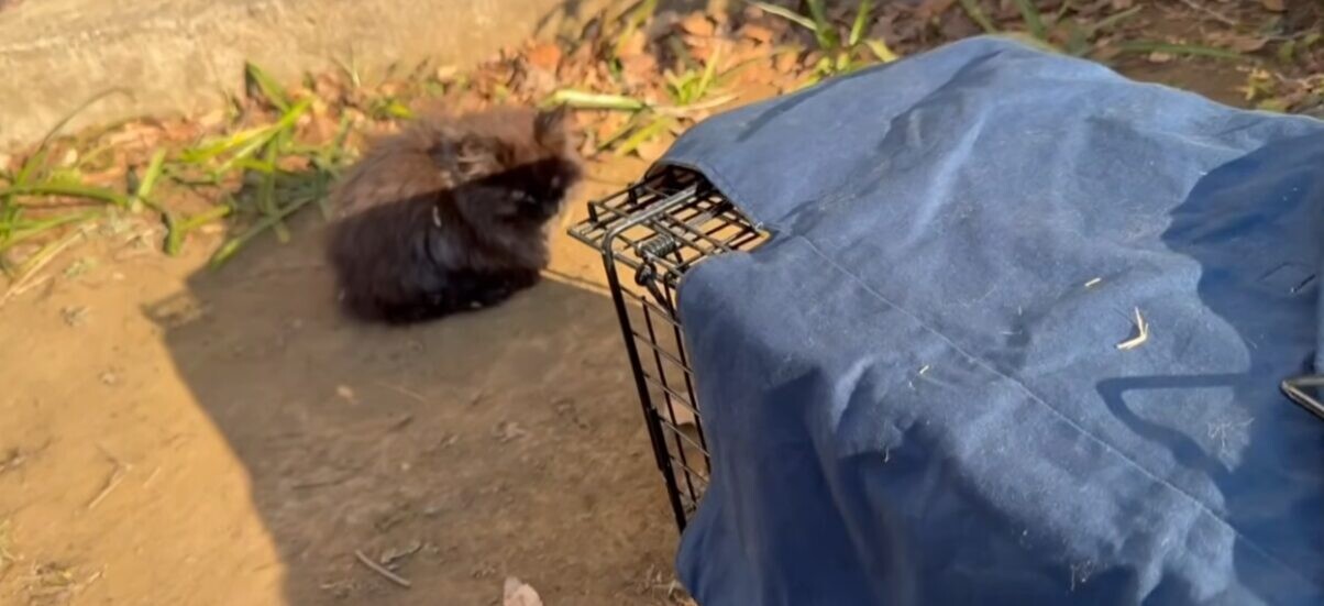 公園 保護猫