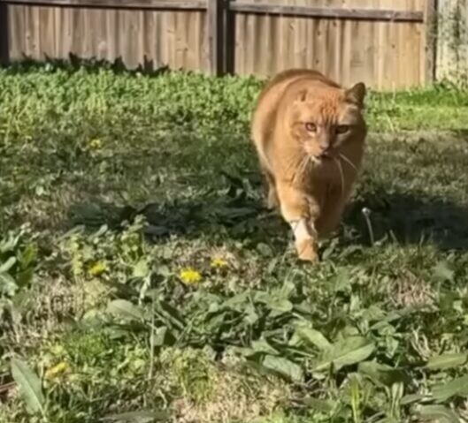 シニア猫 保護