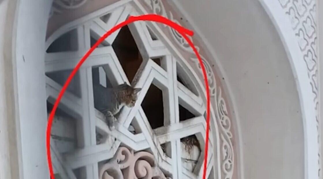 猫 救助