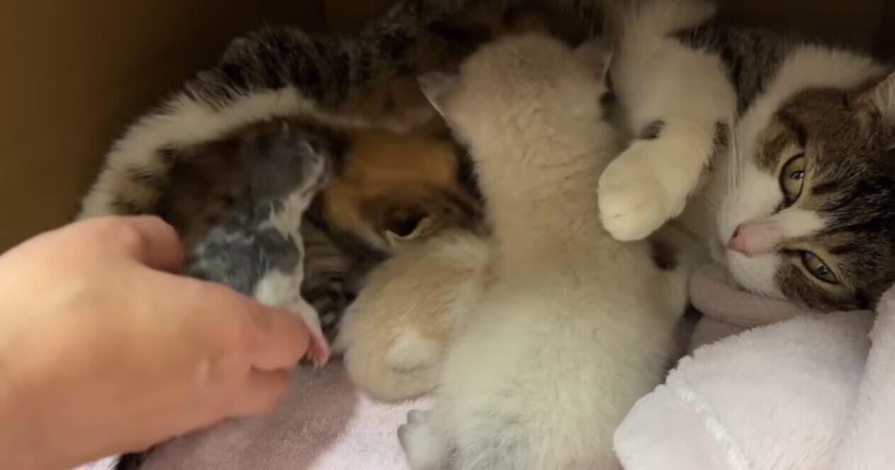 生まれたての子猫 保護