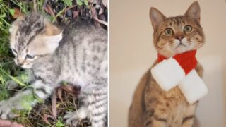 てんちゃん　保護猫
