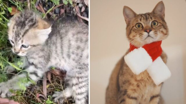 てんちゃん　保護猫