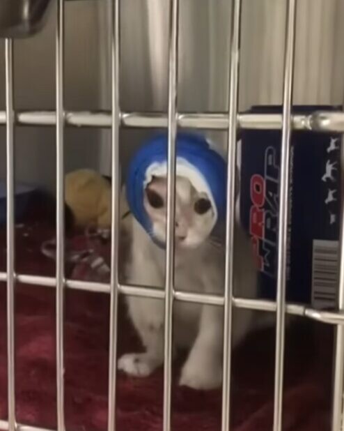 子猫 獣医師