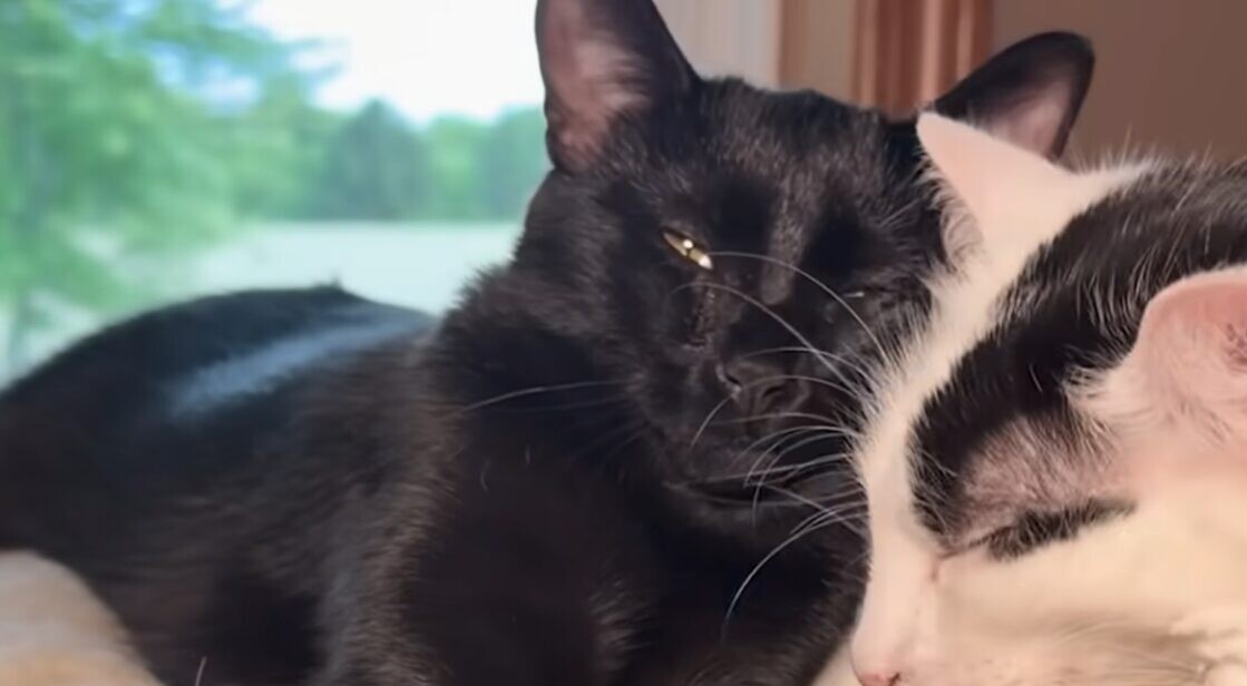 タラさん 黒猫