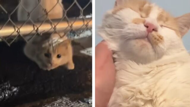 街角で保護した人懐っこすぎる猫…捨てられた過去を忘れ最高の「ずっとのおうち」へ！
